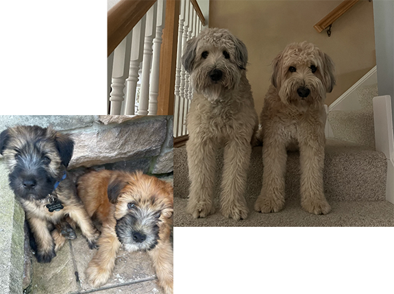 Collage featuring two small fluffy dogs